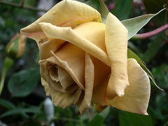 c0190010_2238221.jpg