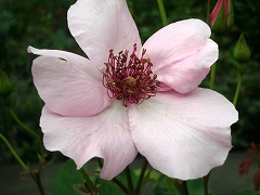 c0190010_22384175.jpg