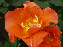 c0190010_22392387.jpg