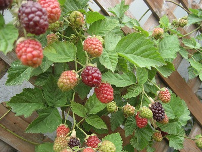 f0139520_2324134.jpg