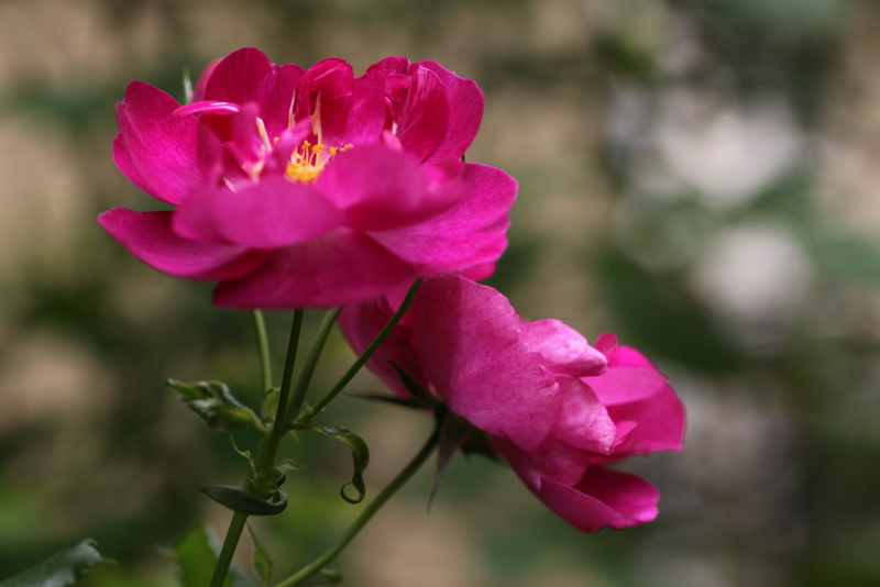 b0165522_7134660.jpg