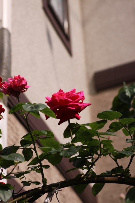 b0165522_735561.jpg