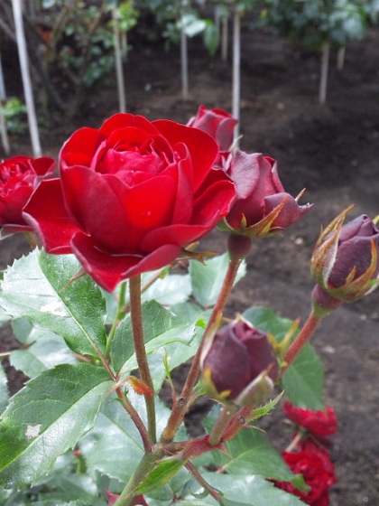 b0199924_1872638.jpg
