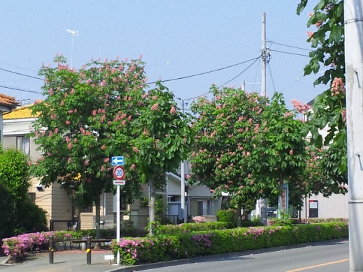b0199924_7463817.jpg