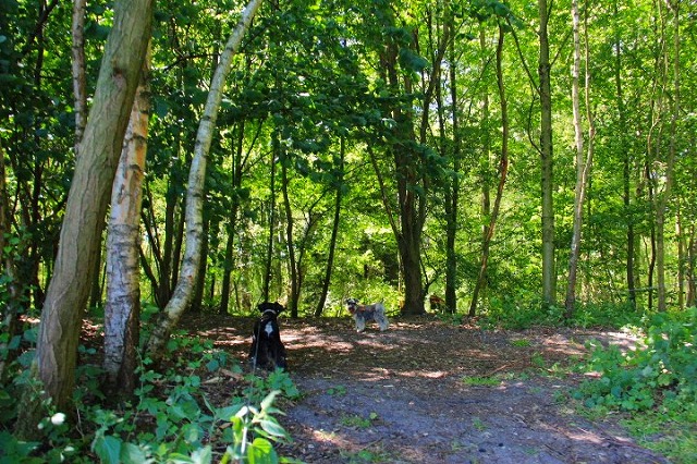 c0153740_3473134.jpg