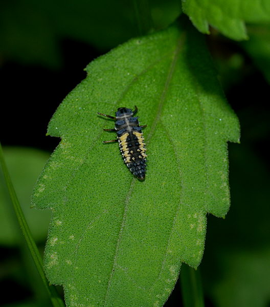 d0091754_3303758.jpg