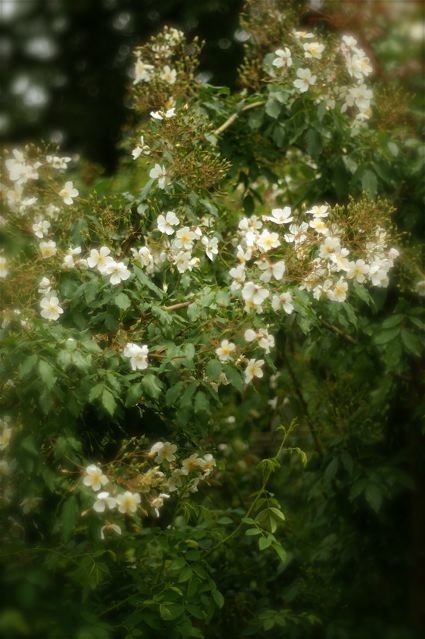 b0168859_20114234.jpg