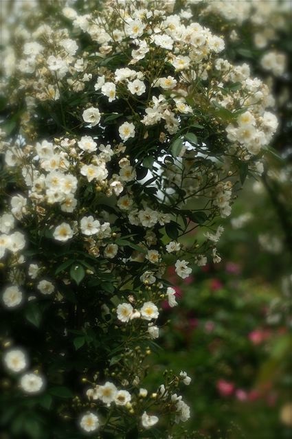 b0168859_20115100.jpg