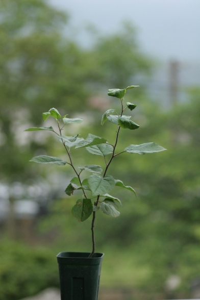 c0186463_0452092.jpg