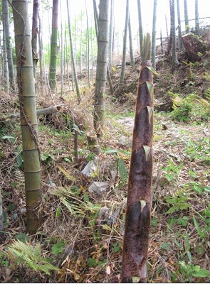 e0041168_13572055.jpg