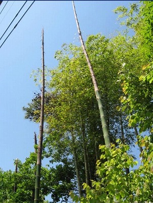 e0041168_1358034.jpg
