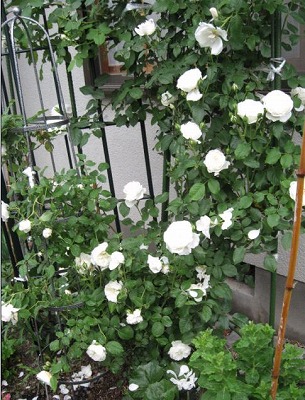 e0041168_1455689.jpg