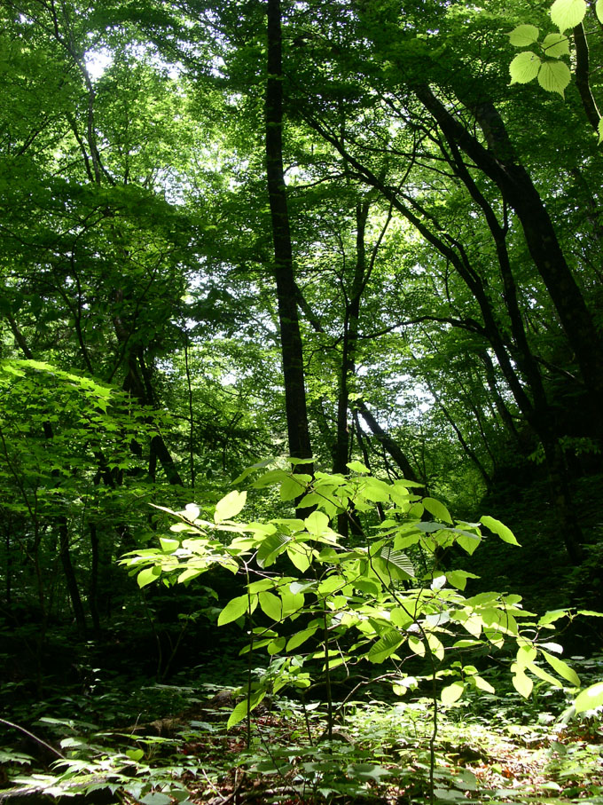 e0118274_21263040.jpg