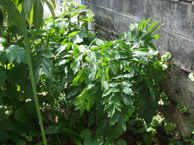 a0149588_9242571.jpg