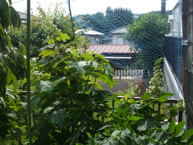 a0149588_926159.jpg