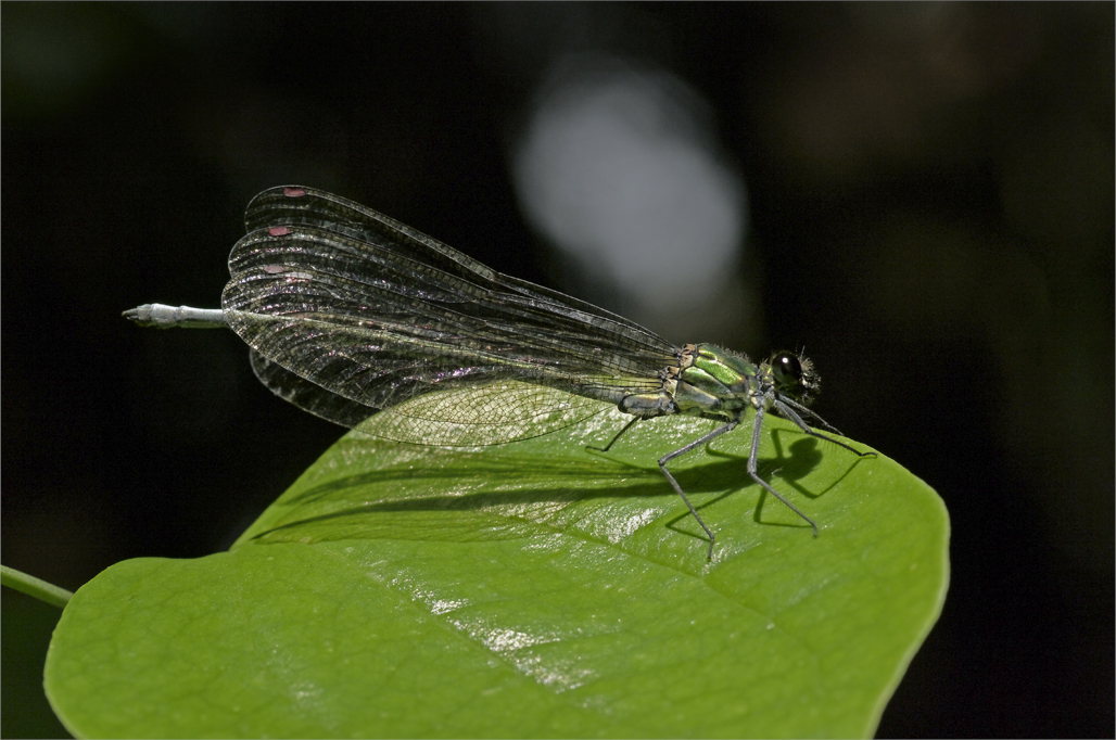 d0209988_19164279.jpg