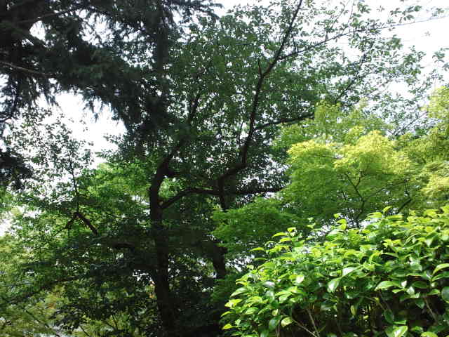 f0077595_1503126.jpg