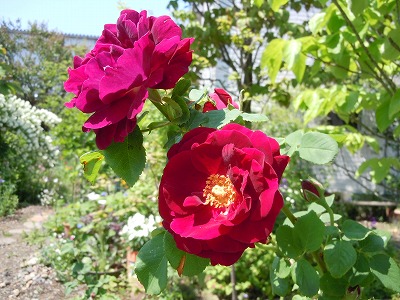 c0117007_20225550.jpg