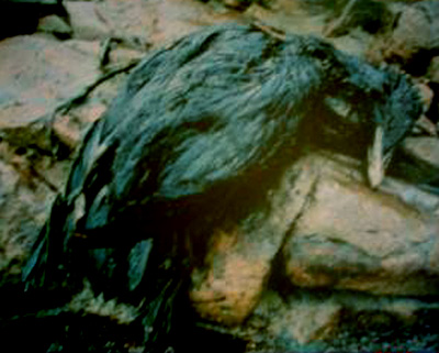 e0103408_12564770.jpg