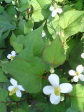 e0029132_16115868.jpg