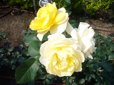 e0100046_22453750.jpg
