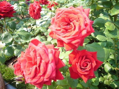 e0100046_231477.jpg