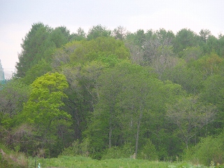 e0004756_20194386.jpg