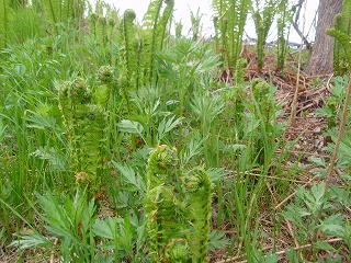 e0004756_2020423.jpg