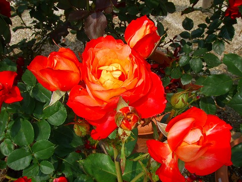 a0104162_12161775.jpg