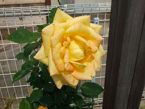 a0104162_1216857.jpg