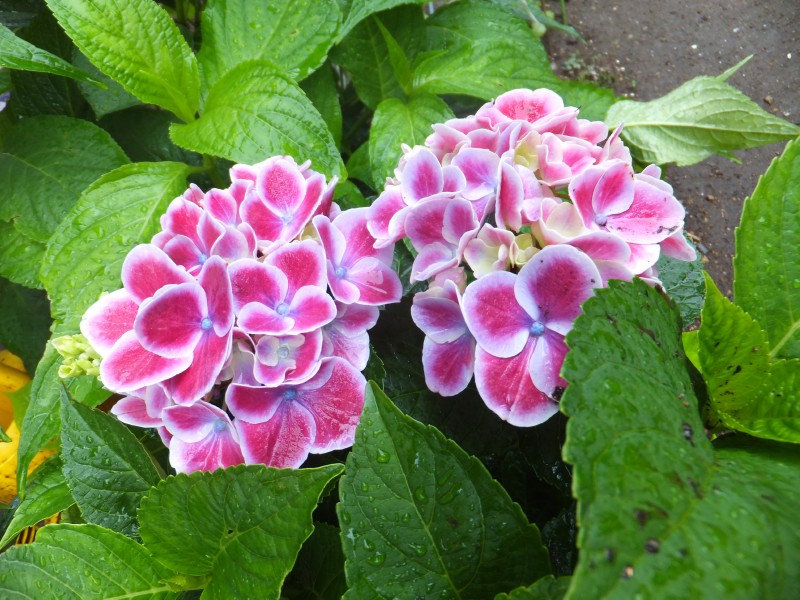 f0165677_20461236.jpg