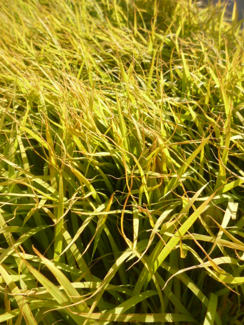 c0160778_216084.jpg