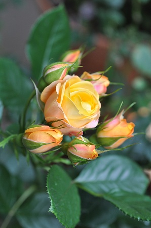 a0152391_154520100.jpg