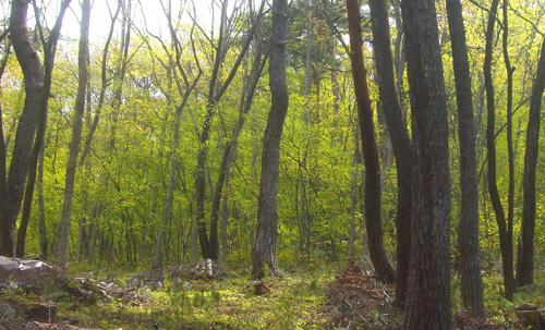 b0099994_5281451.jpg