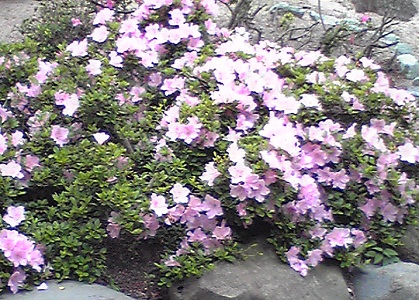 c0074000_21235156.jpg