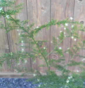 c0074000_21255747.jpg