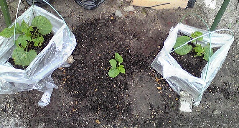 c0074000_217192.jpg