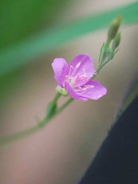 e0025300_1710036.jpg