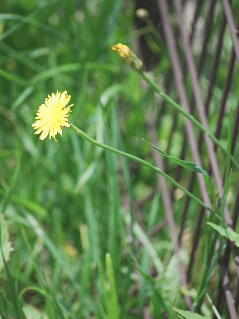 e0025300_171612.jpg