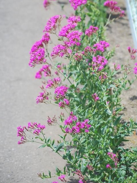 e0025300_1732752.jpg