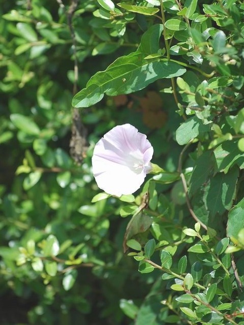 e0025300_1761413.jpg