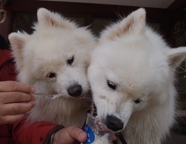 e0018604_82752.jpg