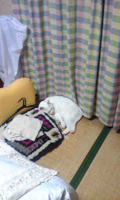 c0180209_115142.jpg