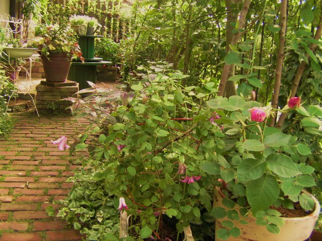 c0204121_8484416.jpg