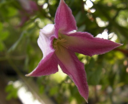c0204121_925493.jpg
