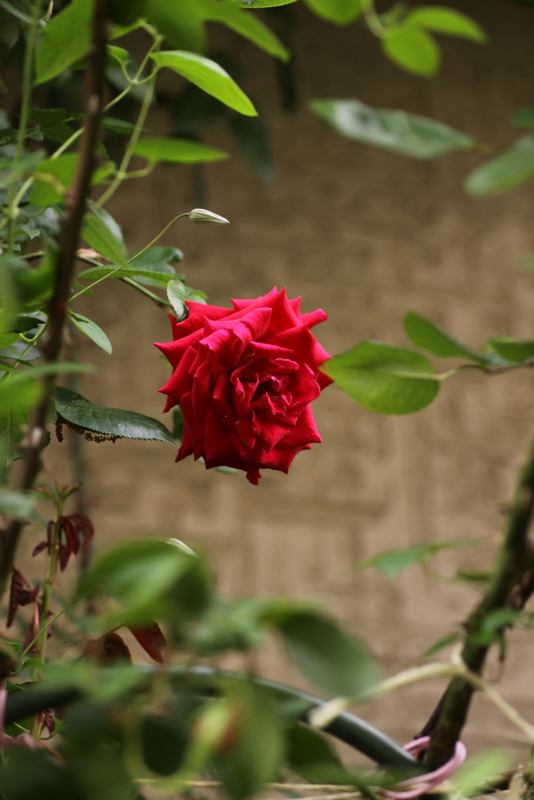 b0165522_6555542.jpg
