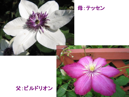 c0025140_2317915.jpg