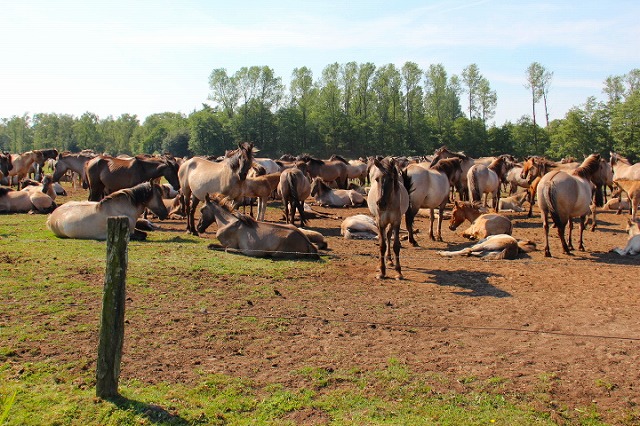 c0153740_1445481.jpg