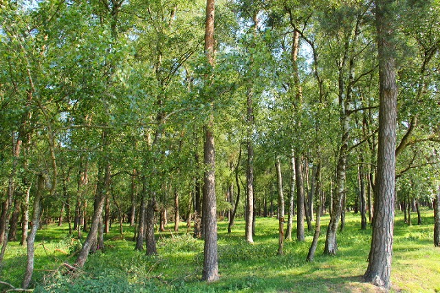 c0153740_2231092.jpg