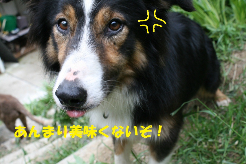 d0077740_10295330.jpg